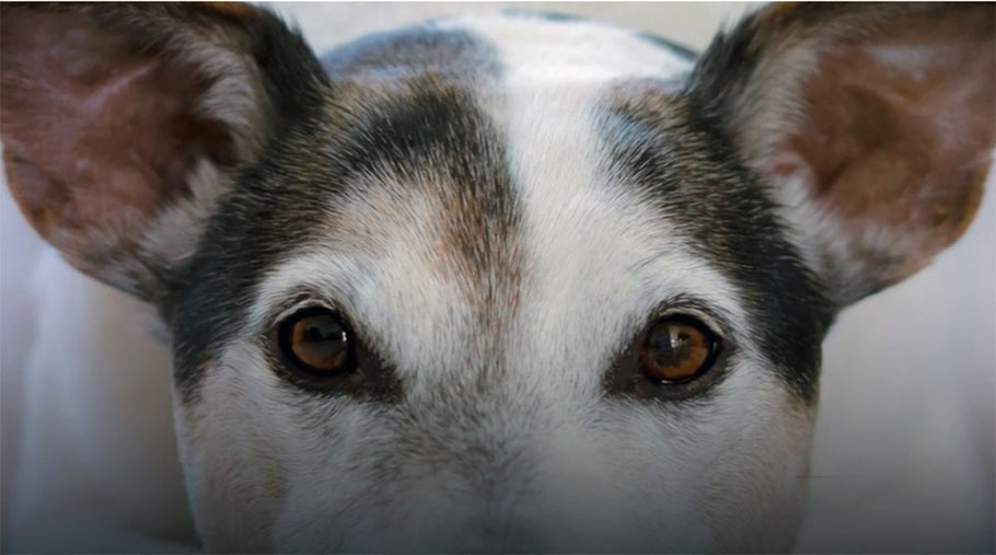 OH THOSE PUPPY DOG EYES!