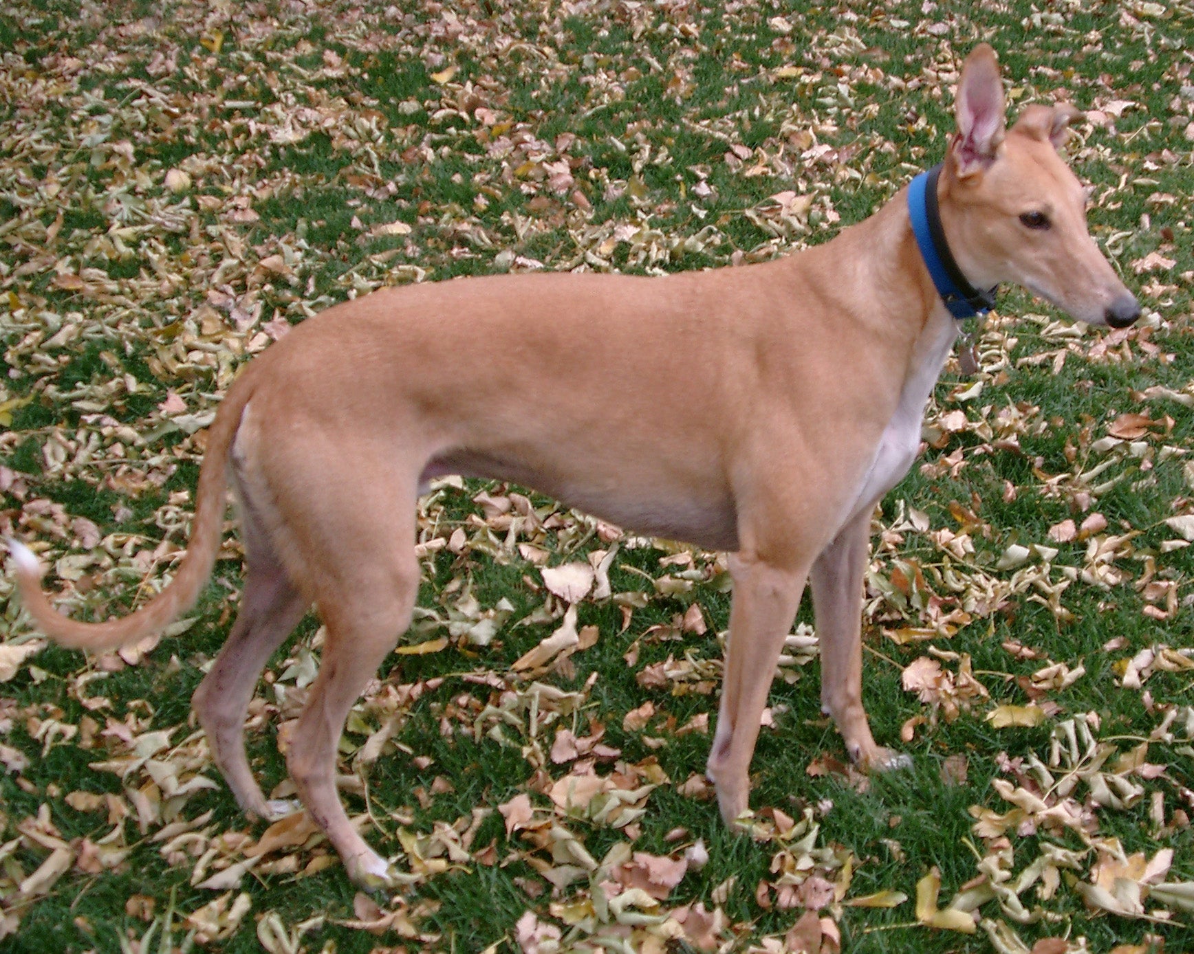 10 AUTUMN DOG DANGERS TO AVOID