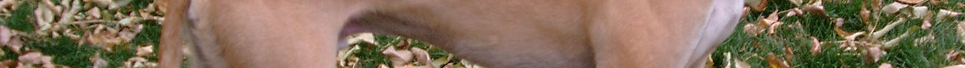 KEEP YOUR GREYHOUND SAFE THIS FALL