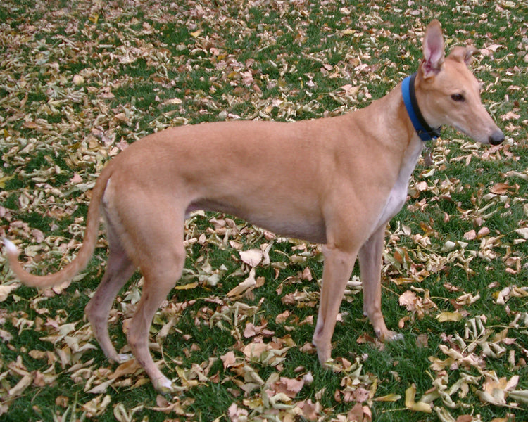 KEEP YOUR GREYHOUND SAFE THIS FALL