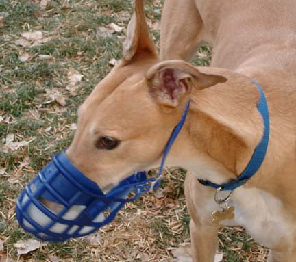 TO MUZZLE OR NOT TO MUZZLE?