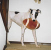 THE IMPORTANCE OF PLAYTIME FOR YOUR GREYHOUND