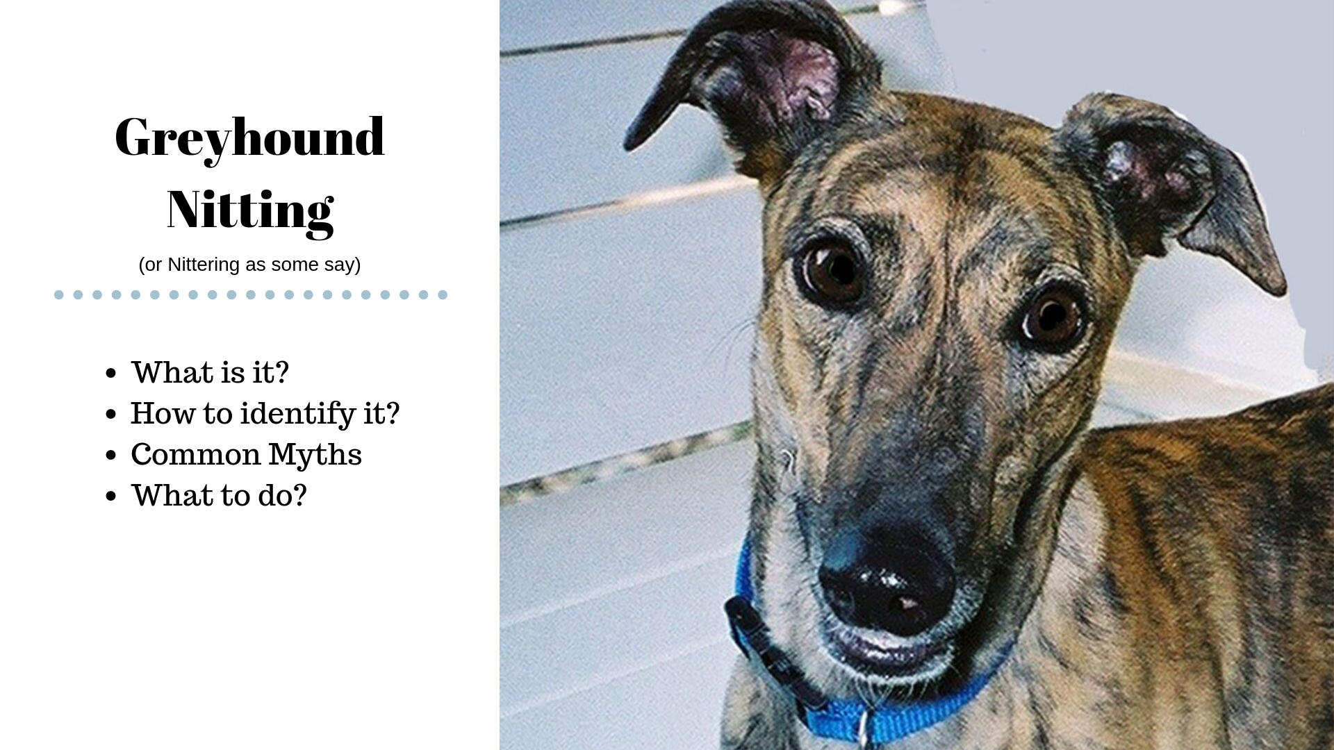 What is Greyhound Nitting?