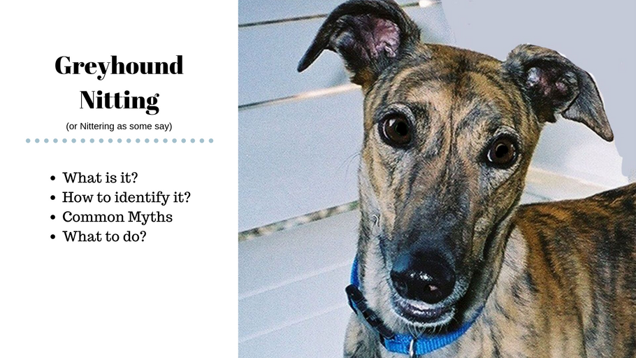 What is Greyhound Nitting?
