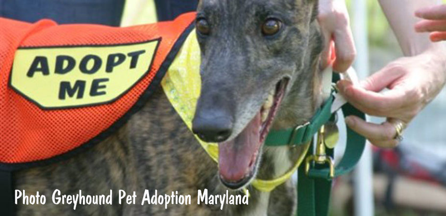 FOSTERING TIPS  & FAQ