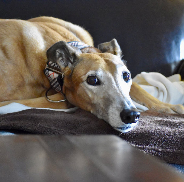DOES YOUR GREYHOUND HAVE ARTHRITIS?