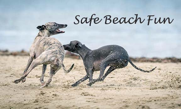 TAKING YOUR GREYHOUND TO THE BEACH