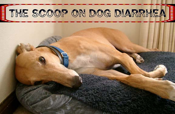 THE SCOOP ON DOGGIE DIARRHEA