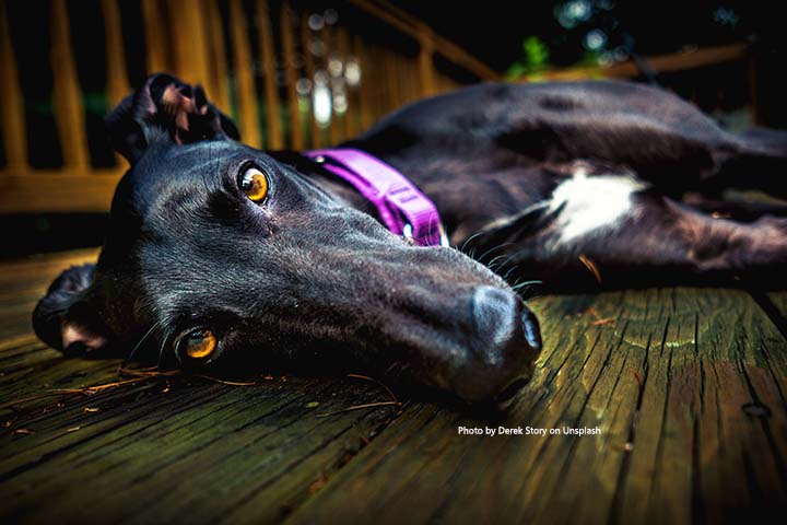 8 WAYS TO TELL IF YOUR GREYHOUND TRUSTS YOU
