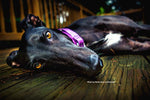 8 WAYS TO TELL IF YOUR GREYHOUND TRUSTS YOU