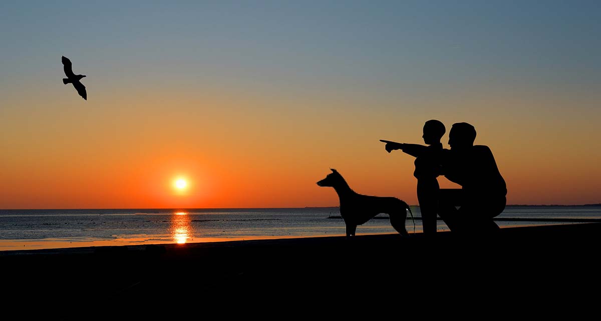 VACATIONING WITH YOUR GREYHOUND