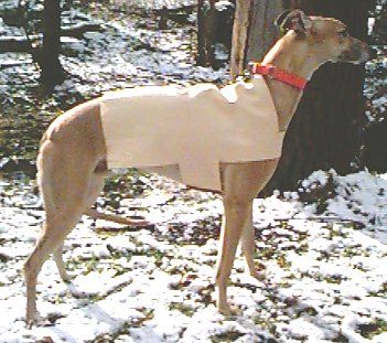 DIY Cool Coat for Your Greyhound