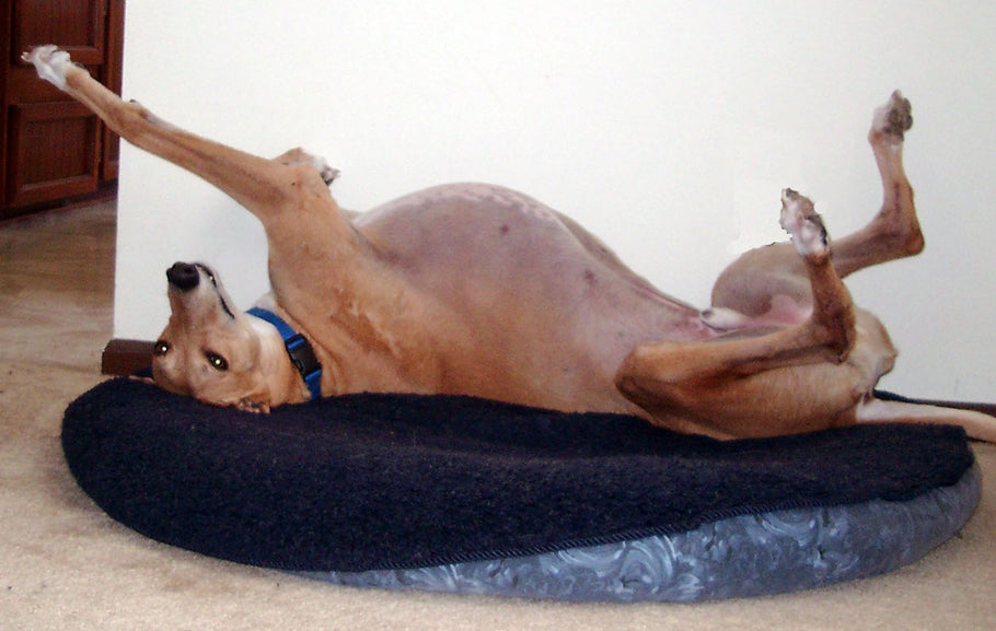 ABCs of CLEANING DOG BEDS