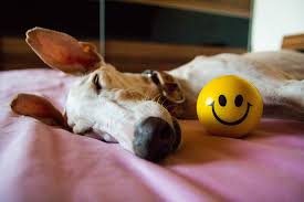 THINGS I’VE LEARNED FROM MY GREYHOUND