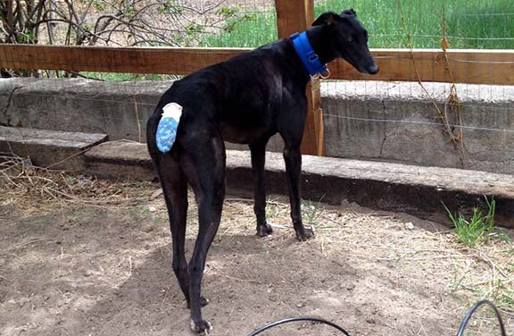 GREYHOUNDS & HAPPY TAIL