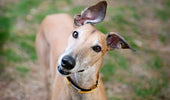 A Couple Things to Keep in Mind with a Greyhound in the City