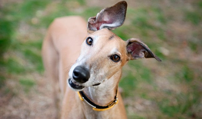 A Couple Things to Keep in Mind with a Greyhound in the City