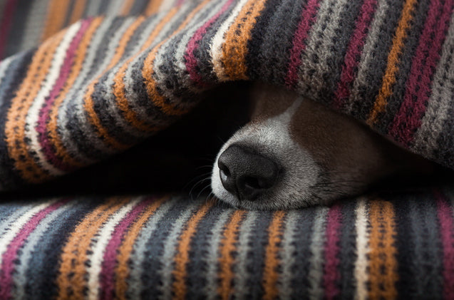 GREYHOUNDS AND THUNDER PHOBIA