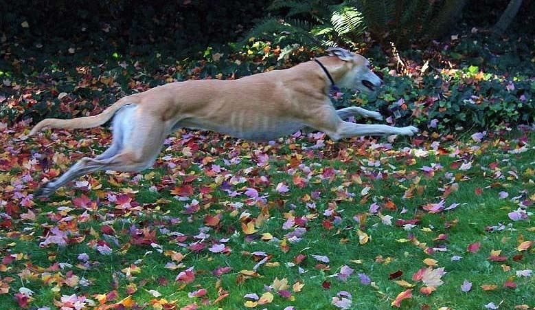 SHARE THANKSGIVING BOUNTY WITH YOUR GREYHOUND - SUPERFOODS