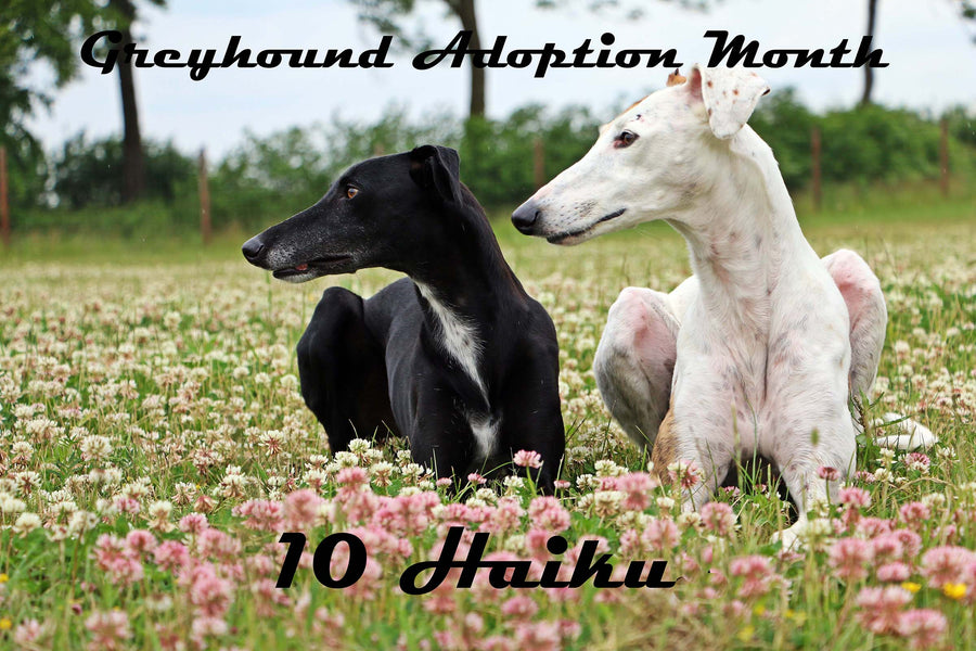 GREYHOUND ADOPTION MONTH: 10 HAIKU