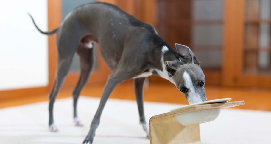 Dog Food Toppers – Encourage your picky eater to chow down
