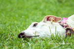 BOOST YOUR GREYHOUND’S IMMUNE SYSTEM