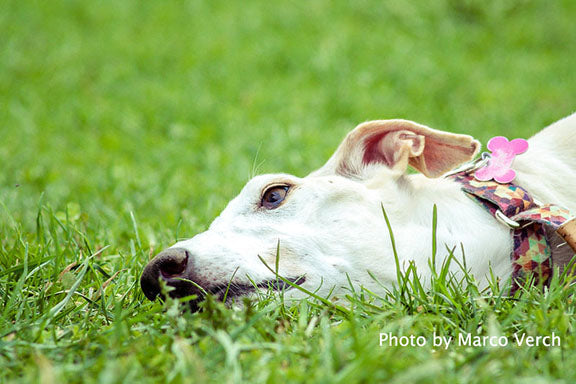 BOOST YOUR GREYHOUND’S IMMUNE SYSTEM