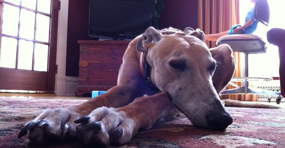 How to Take Care of Your Greyhound in Unexpected Events