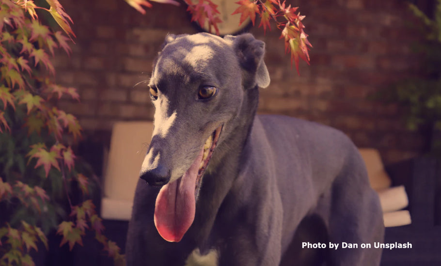 SHARE THANKSGIVING BOUNTY WITH YOUR GREYHOUND - SUPERFOODS