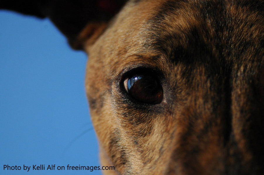 PET POISON PREVENTION WEEK