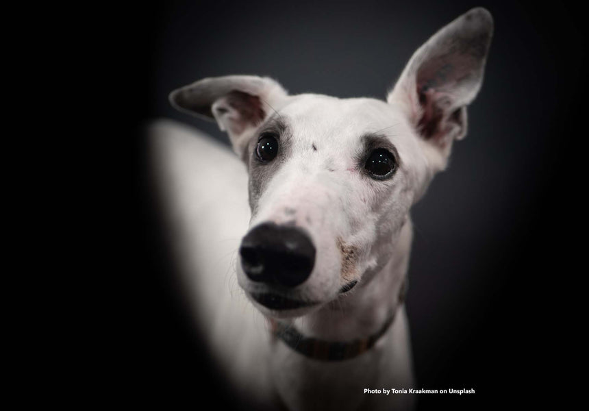 5 WAYS TO SLOW YOUR GREYHOUND’S EATING