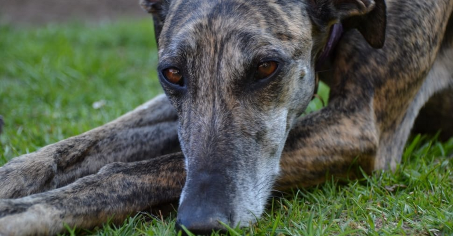 Your Greyhound’s Muzzle Does More Than You Think