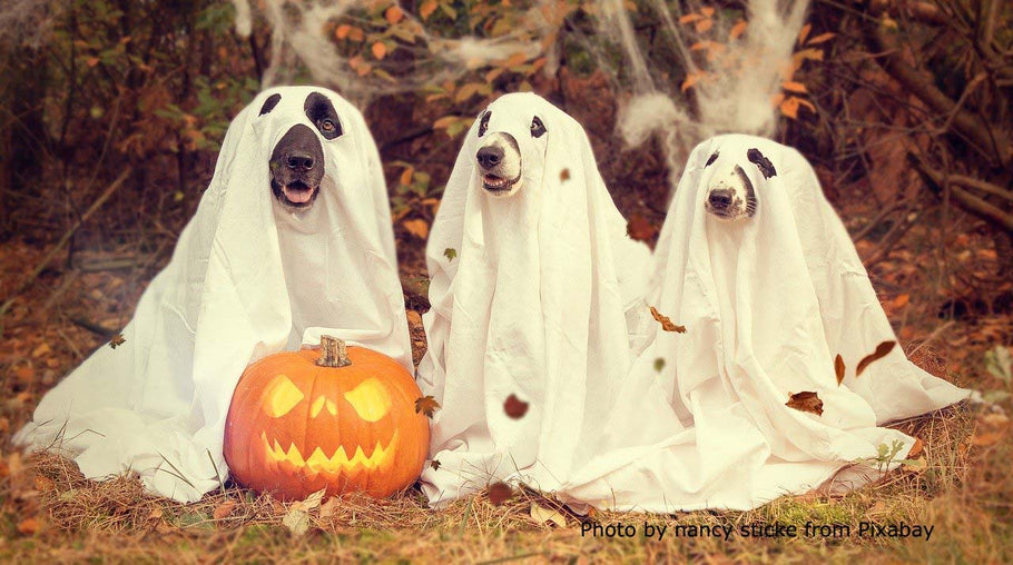 TOP 5 HALLOWEEN DANGERS FOR YOUR DOG