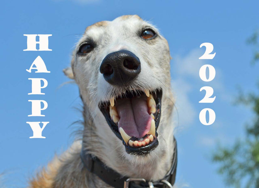 Greyhounds Inspire New Year's Resolutions