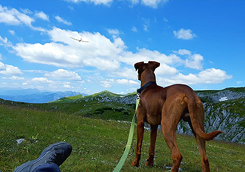 HIKING WITH YOUR GREYHOUND