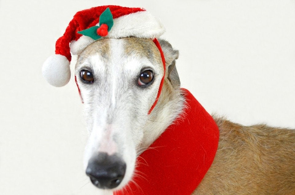 Holiday Safety for Greyhounds