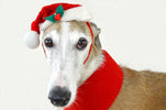 Holiday Safety for Greyhounds