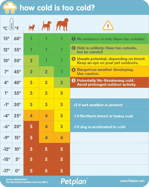 HOW COLD IS TOO COLD FOR YOUR DOG?