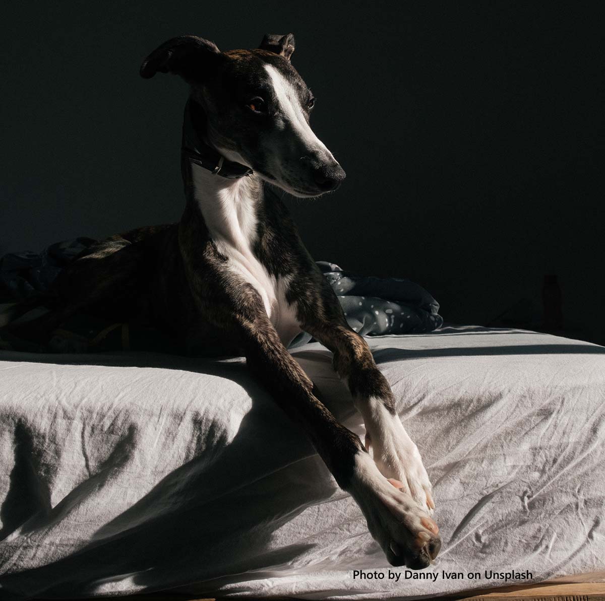 AT HOME REMEDIES FOR 10 COMMON CANINE MALADIES