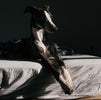 AT HOME REMEDIES FOR 10 COMMON CANINE MALADIES