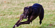 Finding Loose Greyhounds and What To Do
