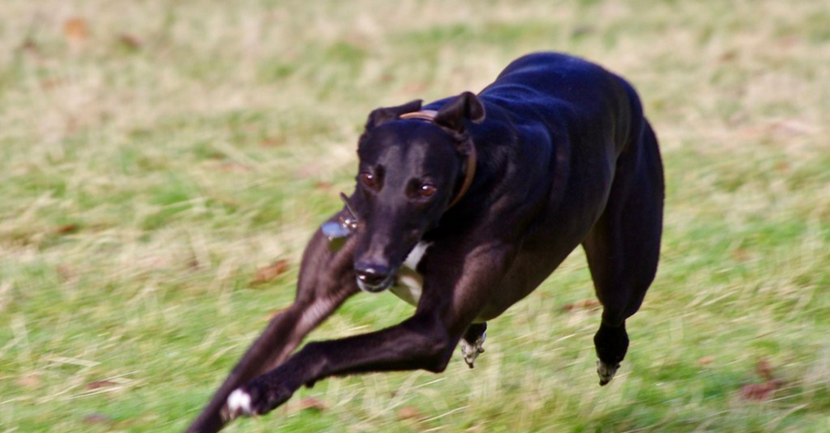 Finding Loose Greyhounds and What To Do