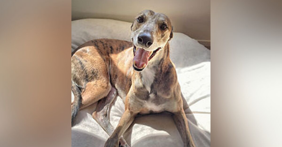 The Spooky and Shy Greyhound