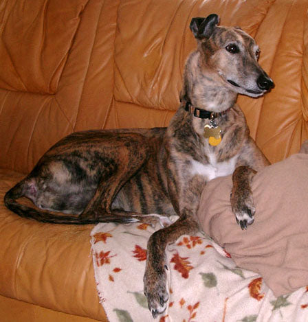GREYHOUND QUIRKS