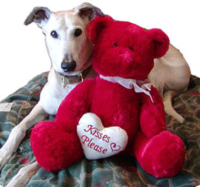 MAKE VALENTINE’S DAY SPECIAL FOR YOUR GREYHOUND