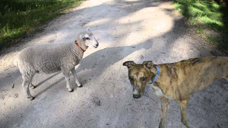 WHY ARE SOME DOGS AFRAID OF THE SMELL OF LAMB?