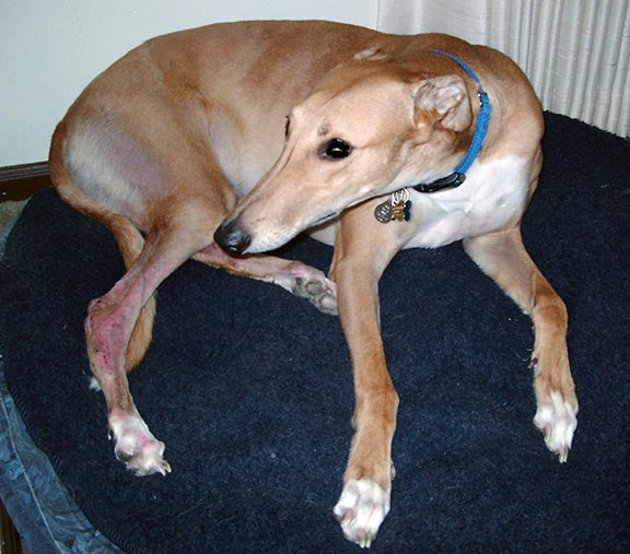 WHY IS MY GREYHOUND LIMPING?