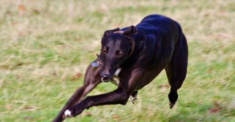 HELP! MY GREYHOUND HAS ESCAPED!