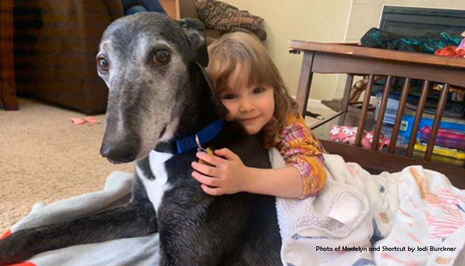 GREYHOUNDS AS ASSISTANCE ANIMALS