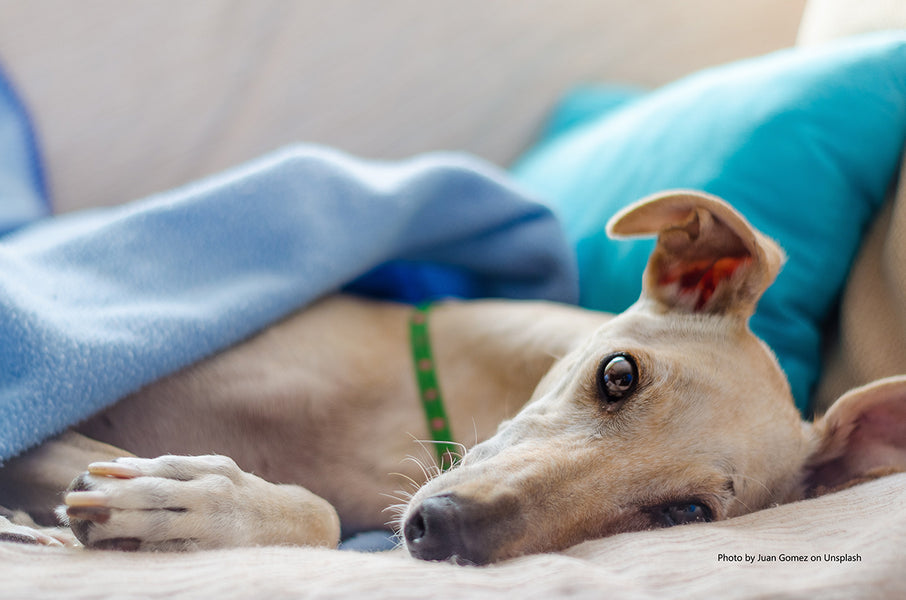 GREYHOUND MYTHS